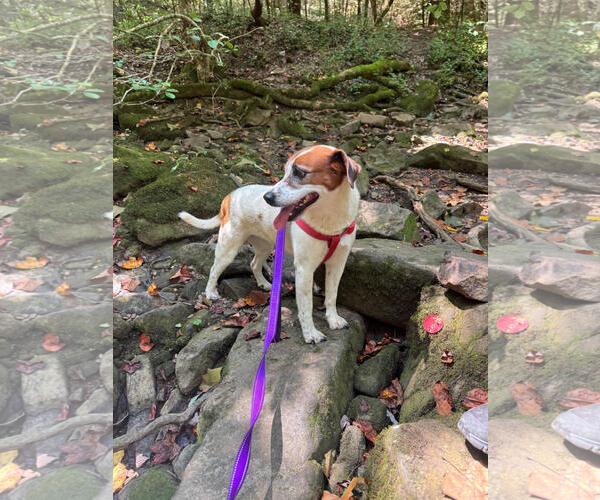 Medium Photo #4 Mutt Puppy For Sale in Tracy City, TN, USA