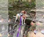 Small Photo #4 Mutt Puppy For Sale in Tracy City, TN, USA