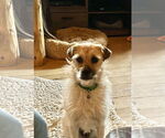 Small #10 Border Terrier Mix