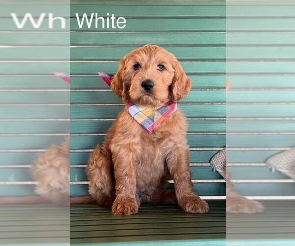 Medium Photo #21 Double Doodle Puppy For Sale in HESPERIA, CA, USA