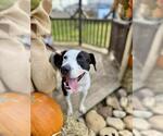 Small American Pit Bull Terrier Mix