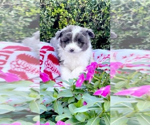 Pom-A-Poo Puppy for sale in HOUSTON, TX, USA