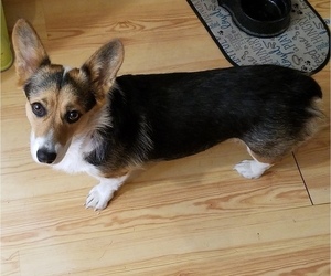 Mother of the Pembroke Welsh Corgi puppies born on 02/28/2022