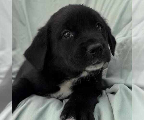 Medium Photo #2 Labrador Retriever-Unknown Mix Puppy For Sale in San Diego, CA, USA