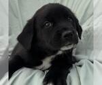 Small #1 Labrador Retriever Mix