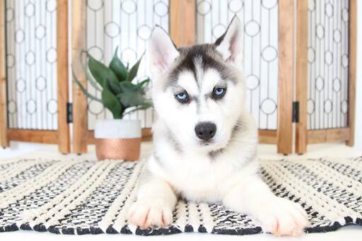 Medium Photo #2 Siberian Husky Puppy For Sale in NAPLES, FL, USA