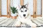 Small Photo #2 Siberian Husky Puppy For Sale in NAPLES, FL, USA
