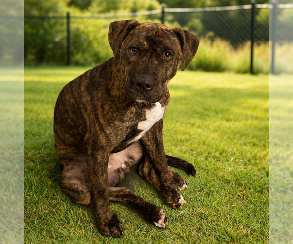 Medium Photo #6 Mutt Puppy For Sale in Sistersville, WV, USA