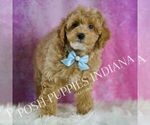 Small Photo #100 Poodle (Toy) Puppy For Sale in WARSAW, IN, USA