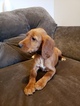 Small Photo #14 Irish Setter Puppy For Sale in BEARTOWN, PA, USA