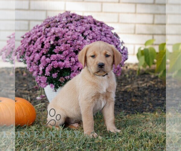 Medium Photo #1 Labrador Retriever Puppy For Sale in MORGANTOWN, PA, USA