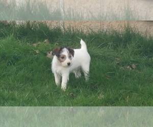 Jack Russell Terrier Puppy for sale in ROSEBURG, OR, USA