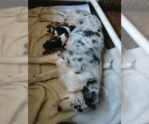 Mother of the Aussiedoodle puppies born on 02/02/2021