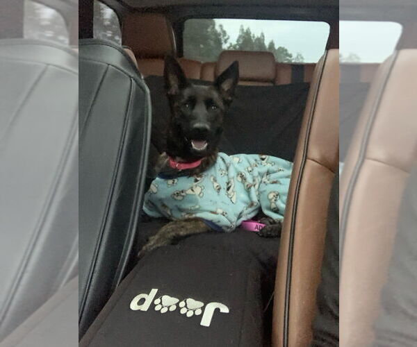 Medium Photo #3 Holland Shepherd Puppy For Sale in Imlay City, MI, USA