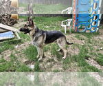 Small #8 German Shepherd Dog