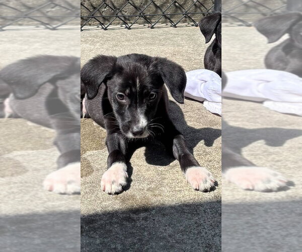 Medium Photo #1 Labrador Retriever-Unknown Mix Puppy For Sale in Elmsford, NY, USA