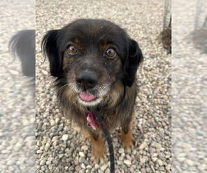 Tibetan Spaniel-Unknown Mix Dogs for adoption in Fort Collins, CO, USA