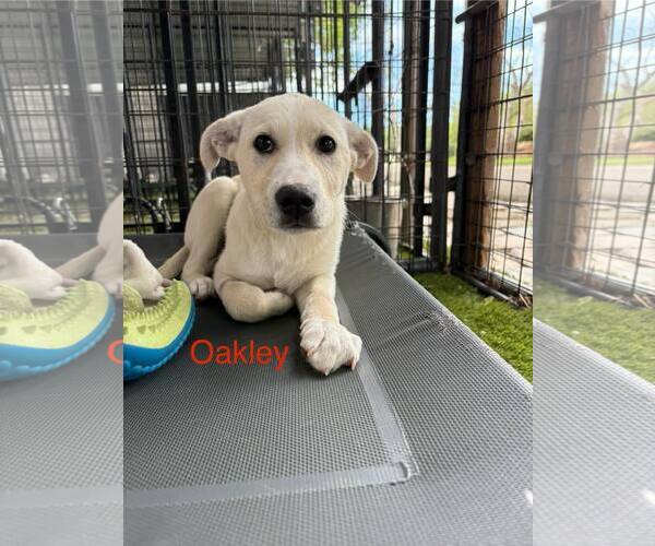 Medium Photo #1 Anatolian Shepherd Puppy For Sale in Turlock, CA, USA