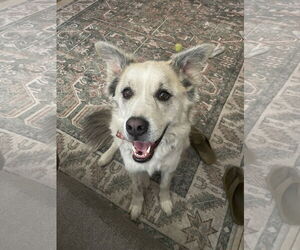 GRANDPA - Male Alusky Dog for Adoption - Photo #2