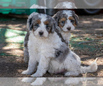 Small #2 Bernedoodle (Miniature)