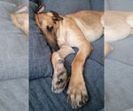 Small #12 German Shepherd Dog Mix