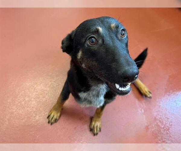 Medium Photo #1 German Shepherd Dog-Unknown Mix Puppy For Sale in Petaluma, CA, USA