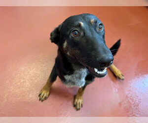 German Shepherd Dog-Unknown Mix Dogs for adoption in Petaluma, CA, USA