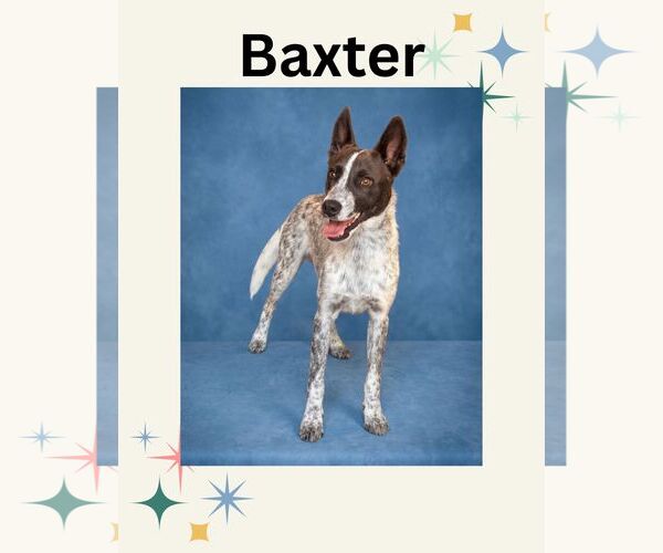 Medium Photo #1 Mutt Puppy For Sale in Las Vegas, NM, USA