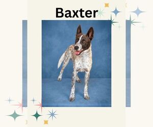 Mutt Dogs for adoption in Las Vegas, NM, USA