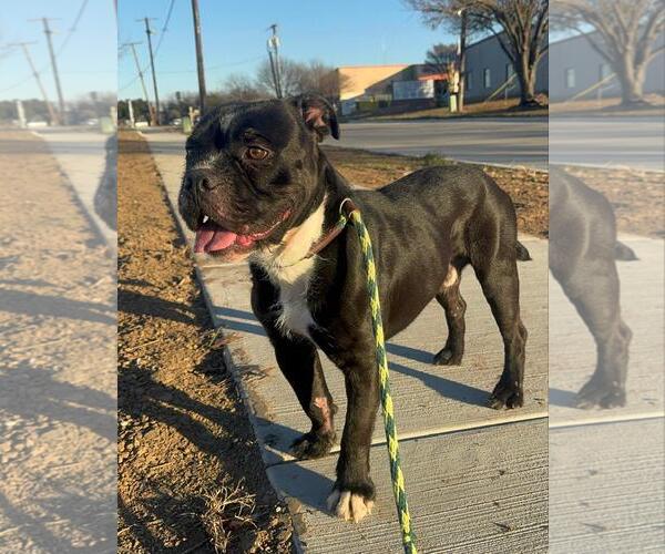 Medium Photo #2 Bulldog-Unknown Mix Puppy For Sale in Rowlett, TX, USA