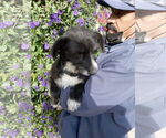Small #1 Mutt