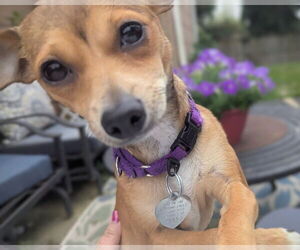 Chipin Dogs for adoption in Oakhurst, NJ, USA
