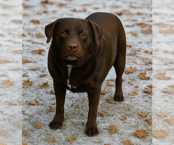 Medium Photo #3 Labrador Retriever-Unknown Mix Puppy For Sale in Grovertown, IN, USA