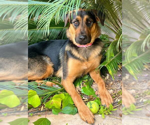 Medium Photo #5 Shepradors Puppy For Sale in Dana Point, CA, USA