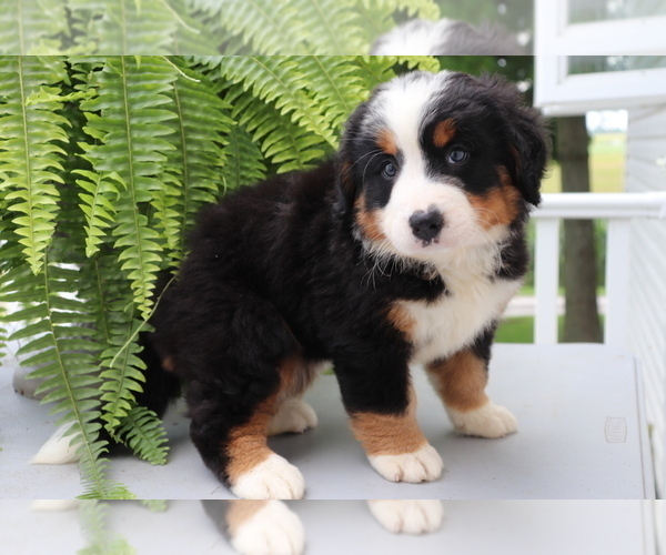 Medium Photo #4 Bernese Mountain Dog Puppy For Sale in SHILOH, OH, USA