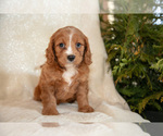 Puppy Tucker Cavapoo (Miniature)