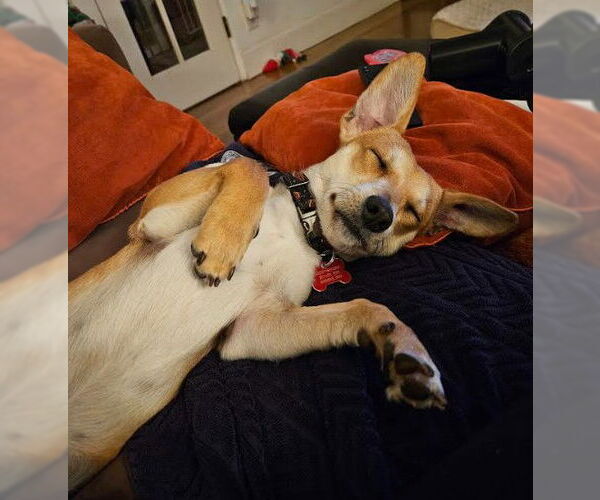 Medium Photo #5 Chihuahua-Unknown Mix Puppy For Sale in San Diego, CA, USA