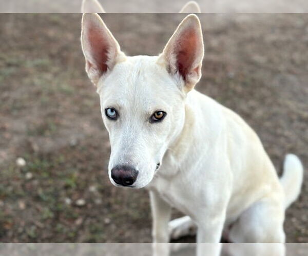 Medium Photo #2 Akita-Siberian Husky Mix Puppy For Sale in Santa Cruz, CA, USA