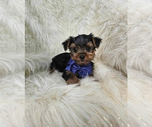 Yorkshire Terrier Puppy for sale in INDIANAPOLIS, IN, USA