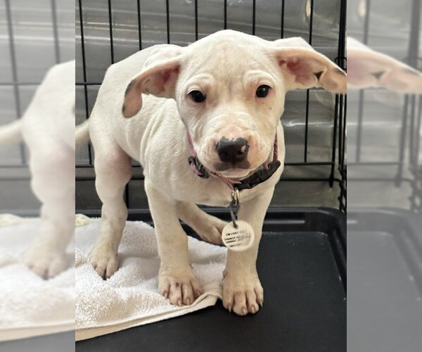 Medium Photo #1 Mutt Puppy For Sale in Forestville, MD, USA