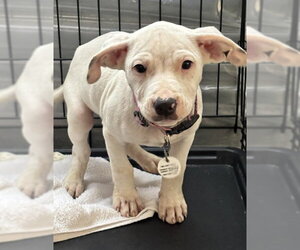 Mutt Dogs for adoption in Forestville, MD, USA