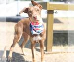 Small Doberman Pinscher Mix