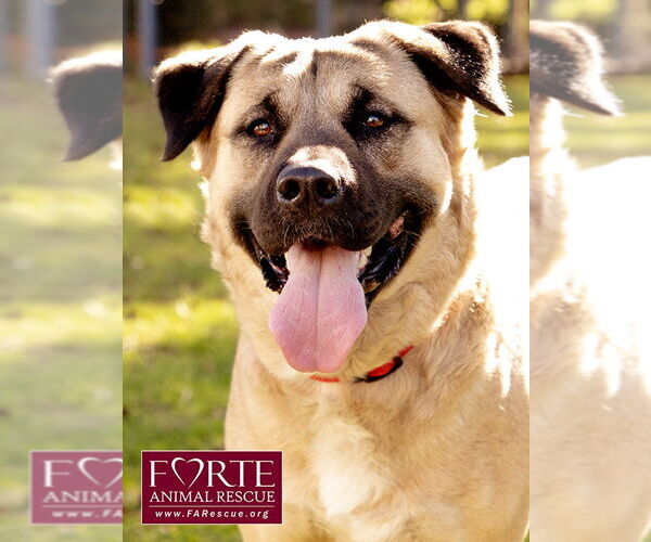 Medium Photo #7 Akita-American Staffordshire Terrier Mix Puppy For Sale in Marina del Rey, CA, USA