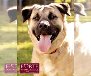 Annie - Female Akita-American Staffordshire Terrier Mix Dog for Adoption - Photo #7