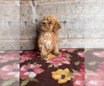 Small #11 Poodle (Miniature)