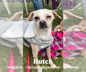 Cheagle Dogs for adoption in Lake Elsinore, CA, USA