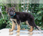 Small #1 German Shepherd Dog
