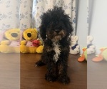 Havapoo puppies - Male Havapoo Puppy for Sale - Photo #42