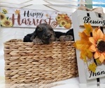 Small Photo #8 Labradoodle Puppy For Sale in SAN ANTONIO, TX, USA