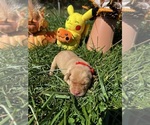 Small #7 Labrador Retriever